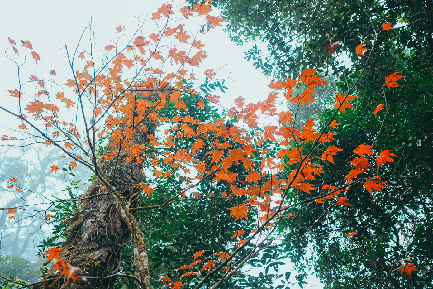 Phong lá đỏ là điểm nhấn rực rỡ trong khu rừng cổ tích Tả Liên Sơn.