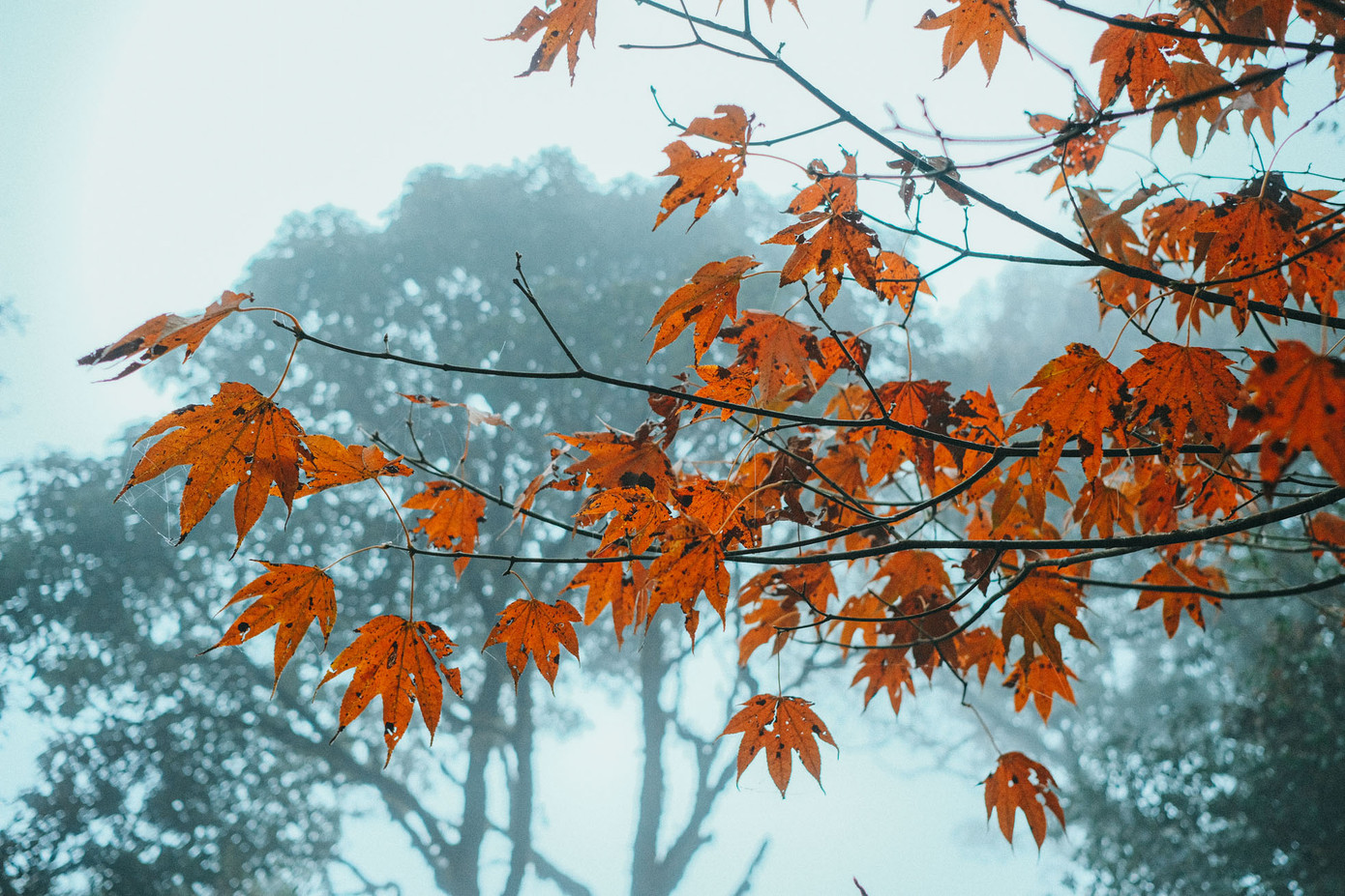 Tùy vào tuổi thọ của cây mà lá phong sẽ chuyển sắc vàng hay đỏ theo thời gian sớm hay muộn. Với những cây lớn tuổi, lá sẽ chuyển màu nhanh hơn. Những cây phong già trút lá, trải xuống tấm thảm ánh đỏ vàng quyến rũ, tạo nên bức tranh thiên nhiên tuyệt mỹ.