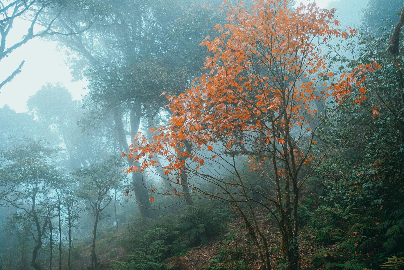 Phong lá đỏ thuộc loại cây thân gỗ, cành nhánh sum suê, sống lâu năm, chiều cao 2-10m. Vỏ cây khi còn non màu xám sáng, mịn; khi cây càng lớn thì vỏ sẫm màu, có vảy và xù xì hơn.
