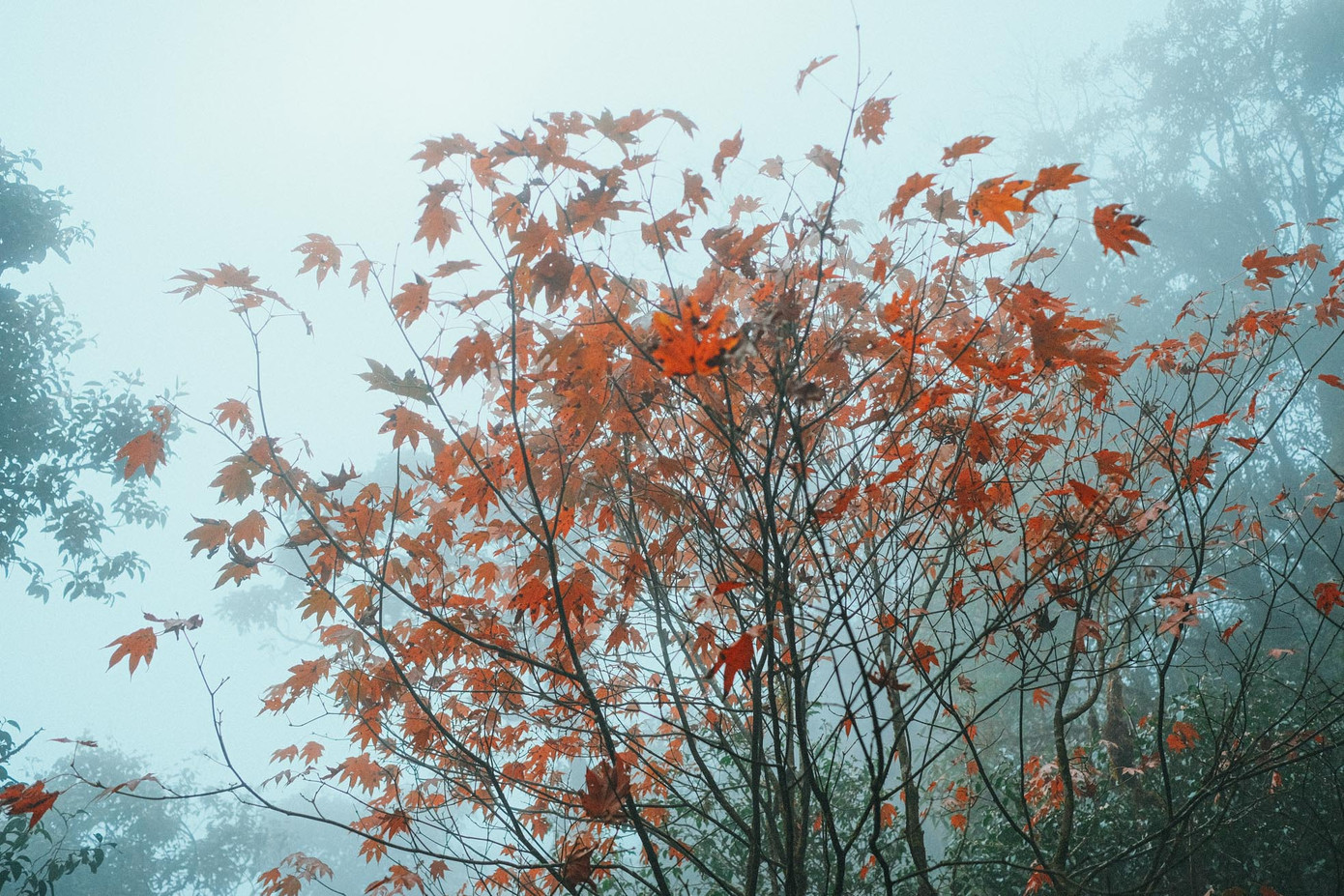 Là người đam mê leo núi và thường xuyên đi khám phá, chị Thủy (sinh năm 1993, Mỹ Đình, Hà Nội) cho biết đã không ngại khó khăn băng rừng, vượt núi để có thể thấy được những cây phong mùa thay lá đỏ này. "Không chỉ được trải nghiệm cảm giác săn mây, chinh phục đỉnh núi, tôi còn được ngắm những tán lá phong chuyển màu vàng, đỏ đẹp rực rỡ, mê đắm mà không thể tìm thấy ở đâu khác dưới đồng bằng ở Việt Nam".