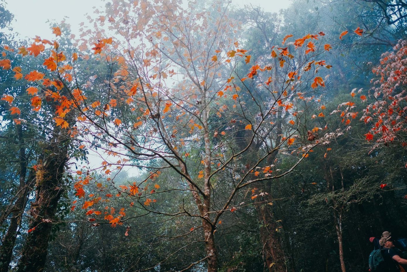 Khi già, lá chuyển đổi màu đỏ hoặc cam rực rỡ như những ngọn đuốc khổng lồ, sáng bừng không gian, cực kỳ đẹp mắt rồi rụng dần vào mùa đông, đến mùa xuân cây lại đâm chồi nẩy lộc.