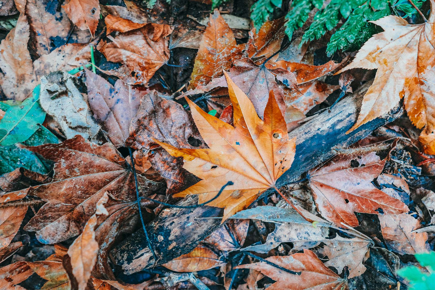Lá phong chuyển đỏ rụng xuống đường, nhiều như một chiếc thảm đỏ giữa các lối đi trong rừng Tây Bắc, tạo khung cảnh đẹp mơ hồ.