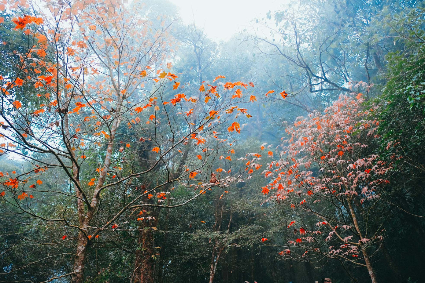 Nhắc tới hình ảnh của lá phong đỏ ai cũng sẽ nghĩ ngay tới những khu rừng lá phong của đất nước mặt trời mọc, trong những con đường rực rỡ ở Hàn Quốc, hay những khoảng trời ở Châu Âu với sắc phong nhuộm màu đỏ. Thế nhưng, ngay tại khu vực miền núi phía Bắc nước ta, trên những cung đường trong núi Tả Liên Sơn (Lai Châu), phong thay lá rực sắc đỏ vàng đẹp không kém khiến bao người mê mẩn.