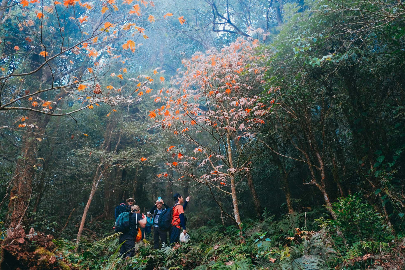 Phong lá đỏ ở núi rừng Tây Bắc thay lá vào khoảng tháng 11, tháng 12, khi mùa đông mang những cơn gió lạnh về trên khắp miền sơn cước. Những cây phong có tuổi đời khá lớn nằm rải rác, xen lẫn giữa màu xanh của khu rừng tuy nhiên lại rất nổi bật bởi sắc đỏ vàng của lá.