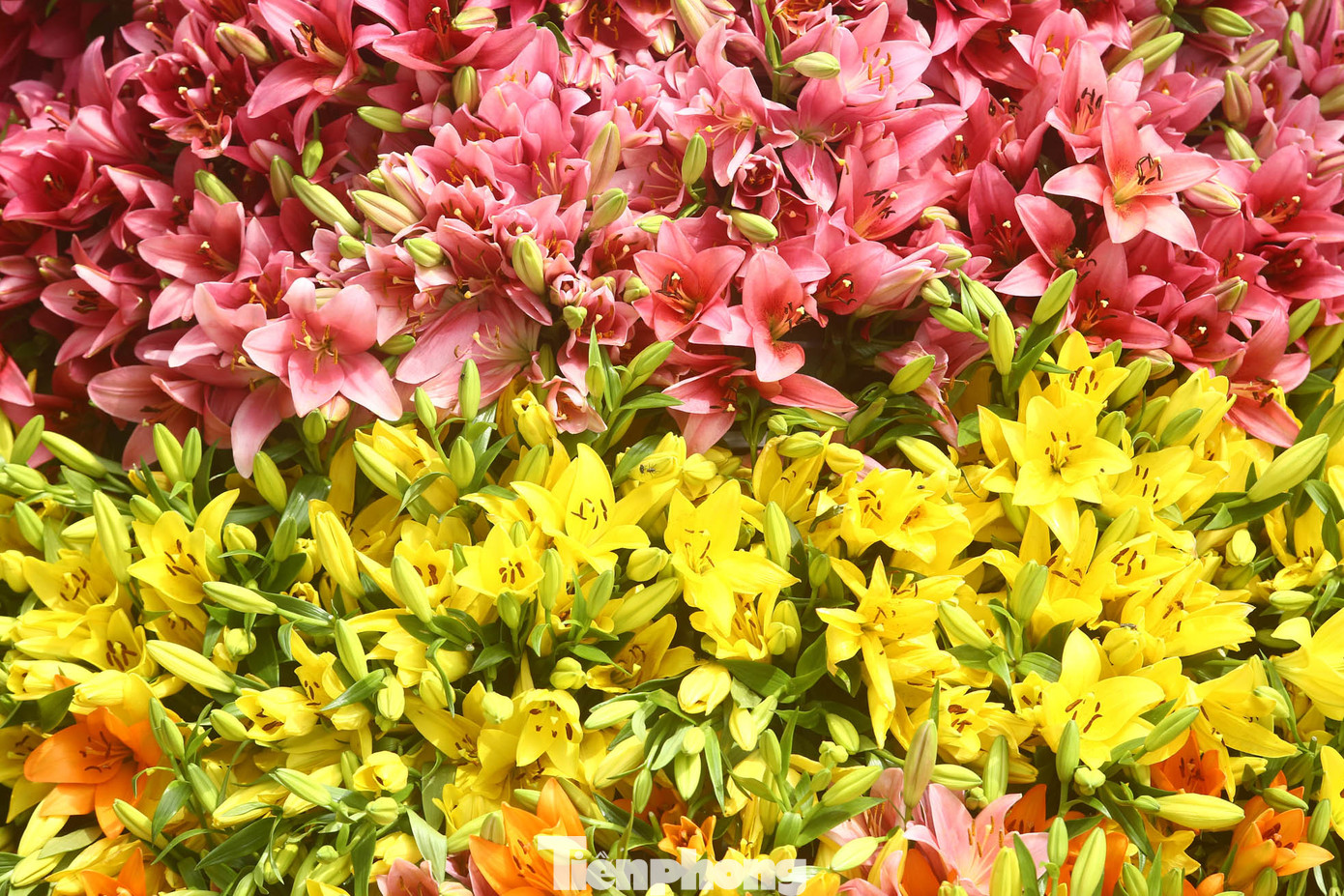 Những màu sắc đan xen tạo thành những khối màu rực rỡ cho cây thông.