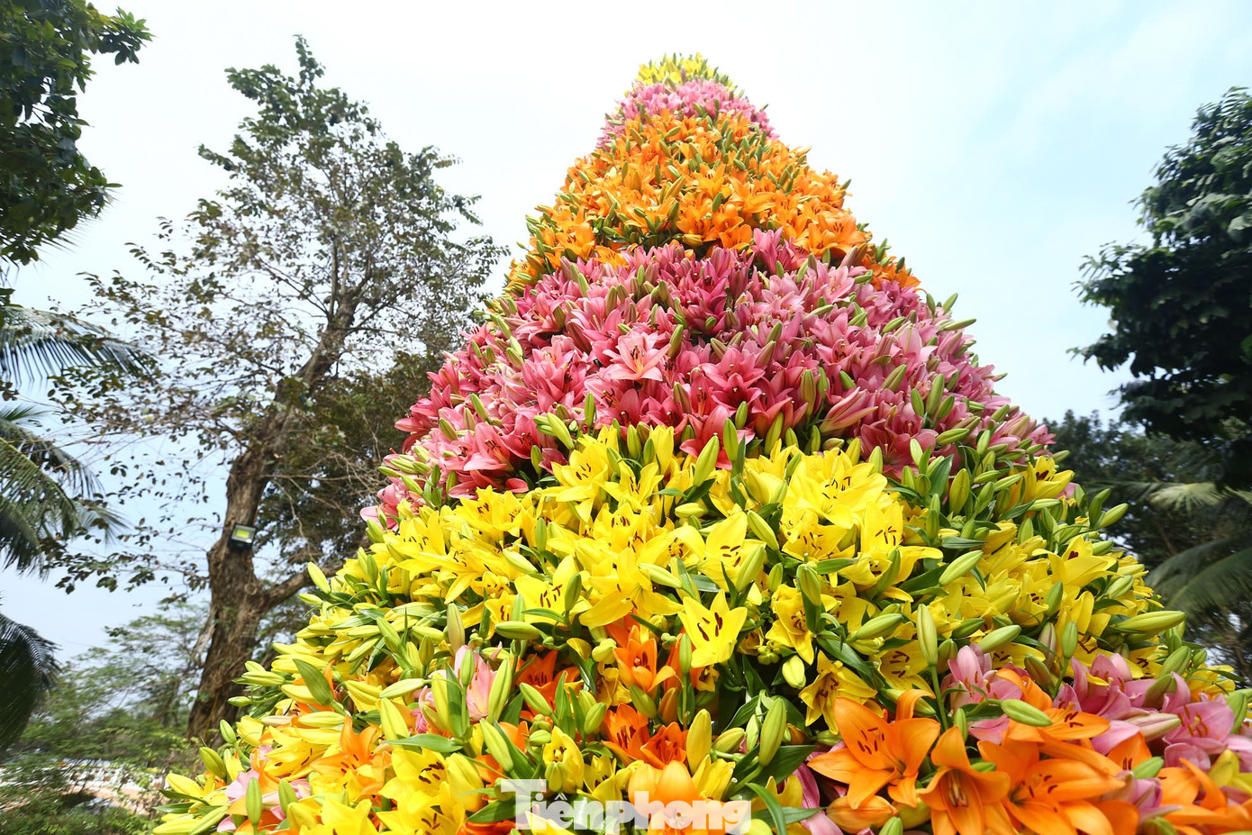 "Chúng tôi làm hoa nên chúng tôi cũng mong muốn đưa đến một cây thông bằng hoa thật, mang đến sự tươi mới trong năm mới đến. Mọi người nhìn thấy cây thông rực rỡ cũng sẽ rất là vui", BTC lễ hội Hà Nội miền hoa chia sẻ.