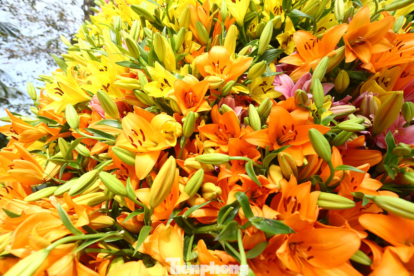 Hoa tươi mang lại sức sống cho cây thông.