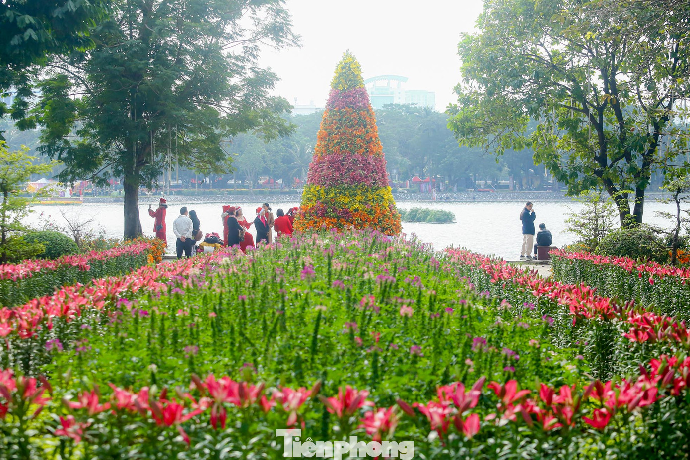 Một cây thông Noel độc đáo được kết từ hơn 2.000 cành hoa ly đặt tại ốc đảo trong công viên Thống Nhất (quận Hai Bà Trưng, Hà Nội) đang thu hút hàng trăm người dân đến chiêm ngưỡng chụp ảnh.