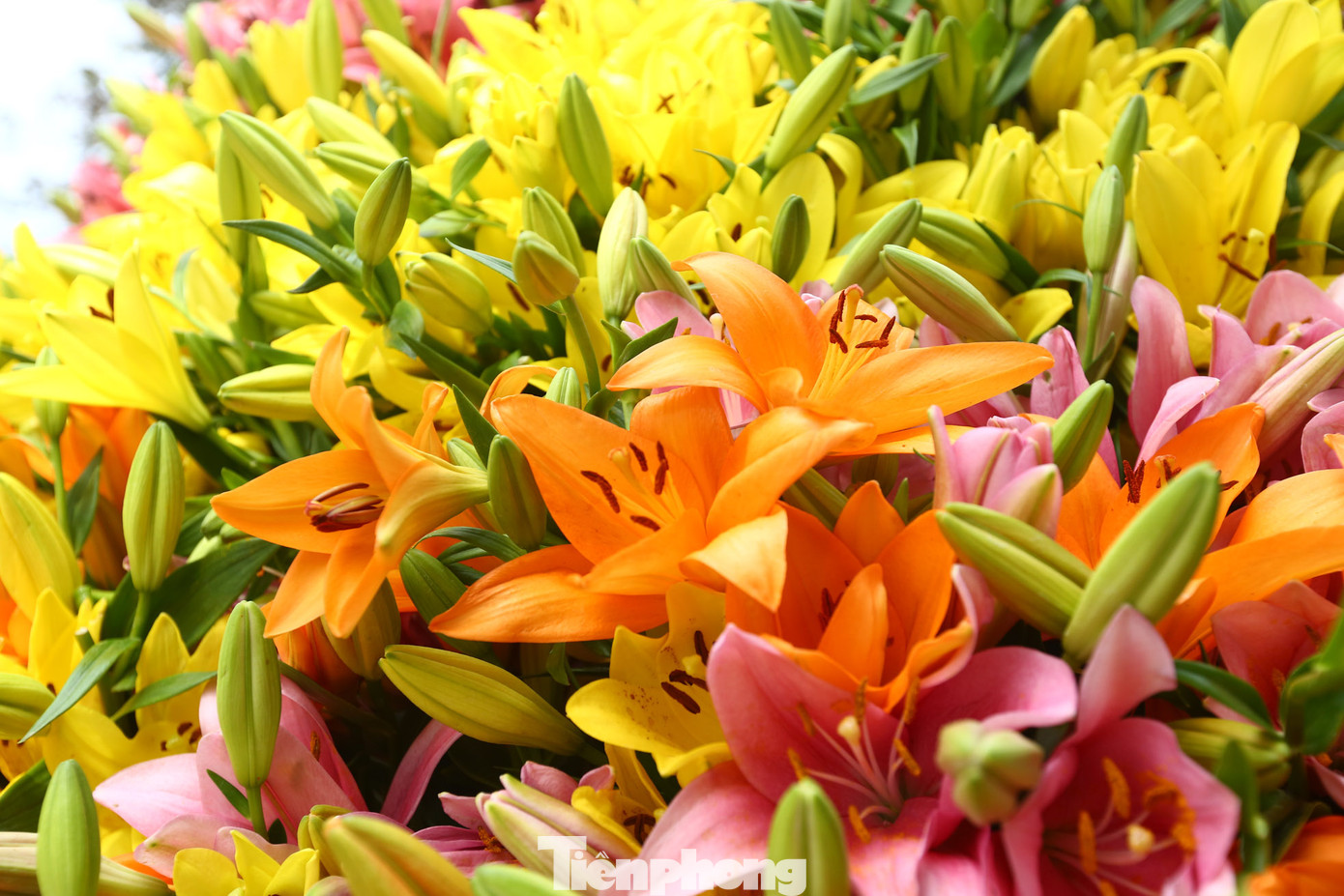 Hoa ly được kết thành cây thông Noel ở đây được nhập khẩu từ Hà Lan.