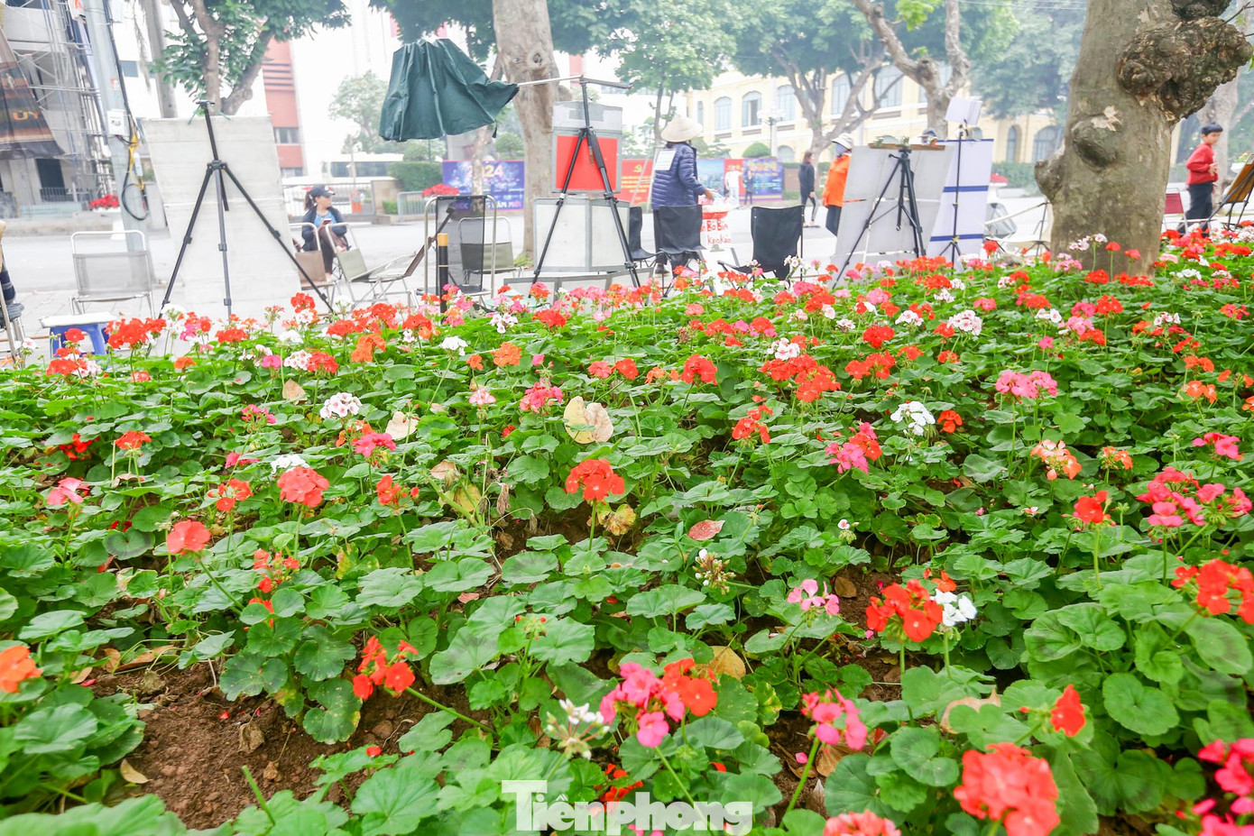 Những bồn hoa ở đây được trồng với nhiều loại như hoa hồng, thược dược, đồng tiền, cúc Nam Phi, cúc thân gỗ, cúc lá nho, violet, cúc đại đóa...