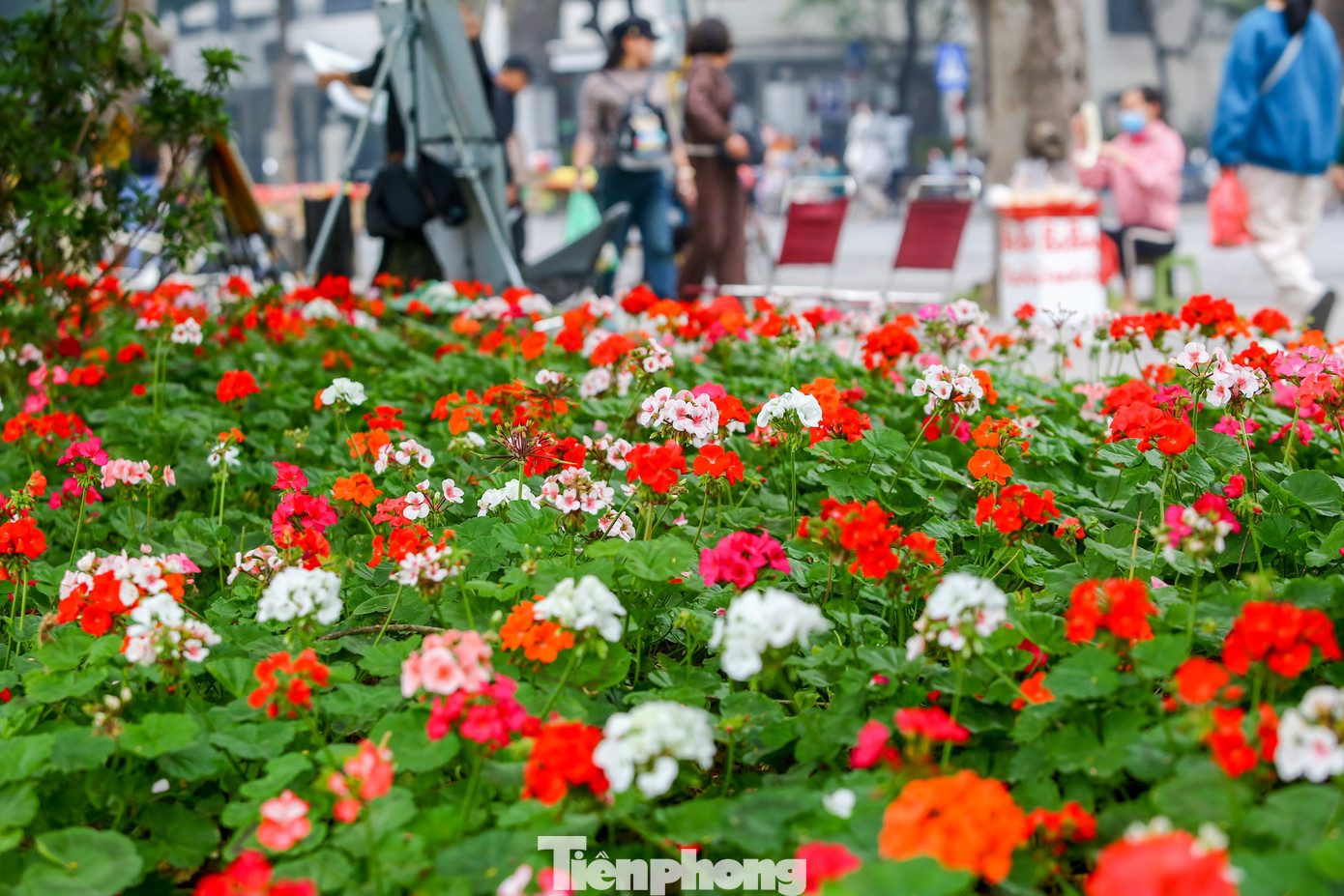 Một thảm hoa rực rỡ sắc màu bên hồ Hoàn Kiếm.