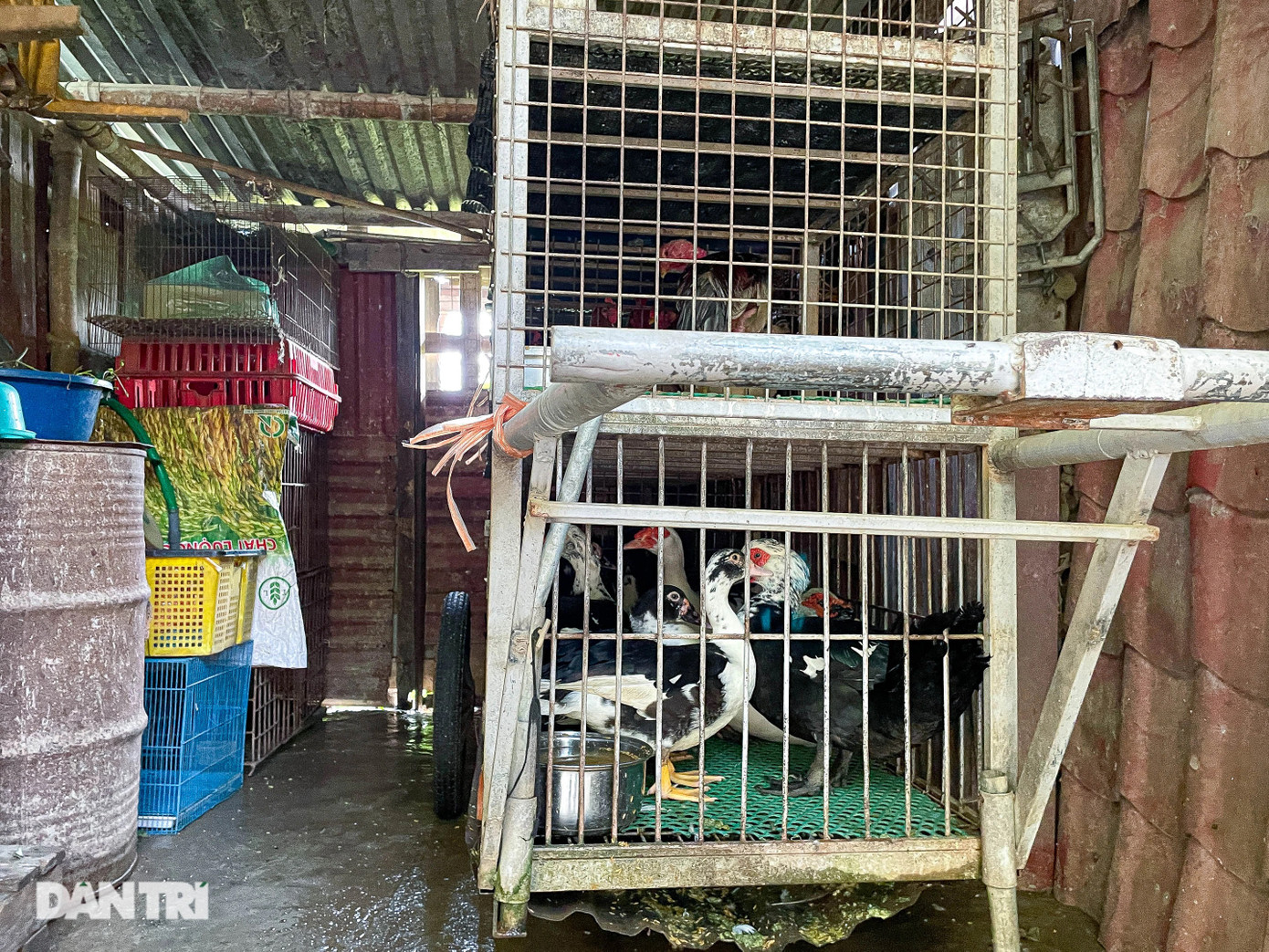 Thay vì những lồng nuôi nhốt các loại vịt, gà, chim để ngoài đường như trước, nay tiểu thương đã để trong những lều tạm đóng cửa kín (Ảnh: Khôi Vũ).