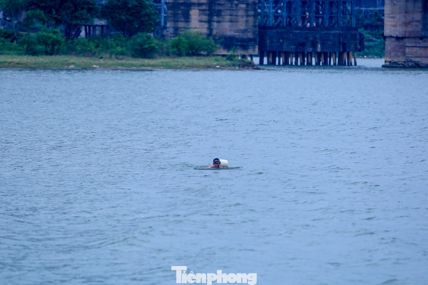 Nhiều "kình ngư" bơi rất xa bờ, ra giữa sông Hồng.