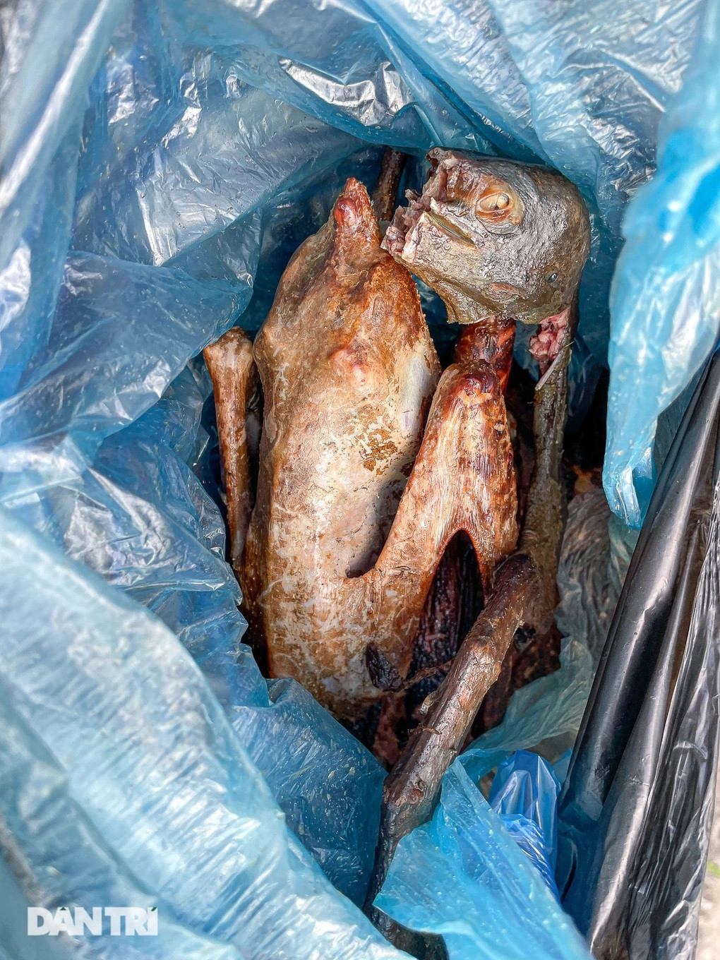 Những con chim trời hoang dã bị chặt mỏ để qua mặt cơ quan chức năng (Ảnh: Khôi Vũ).