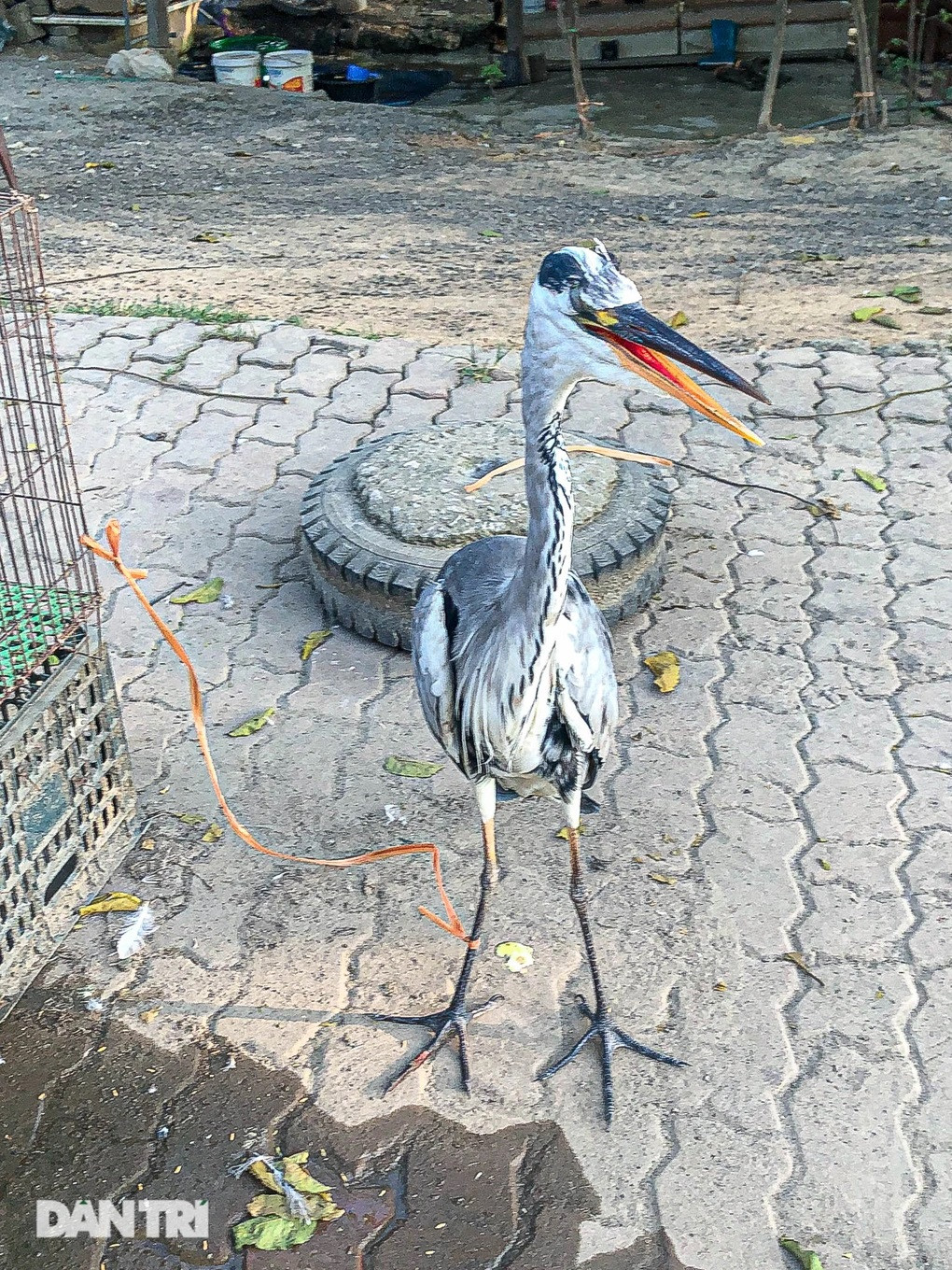 Tiểu thương cho phóng viên xem ảnh con diệc trắng giá từ 300.000-700.000 đồng/con (Ảnh: Người bán cung cấp).