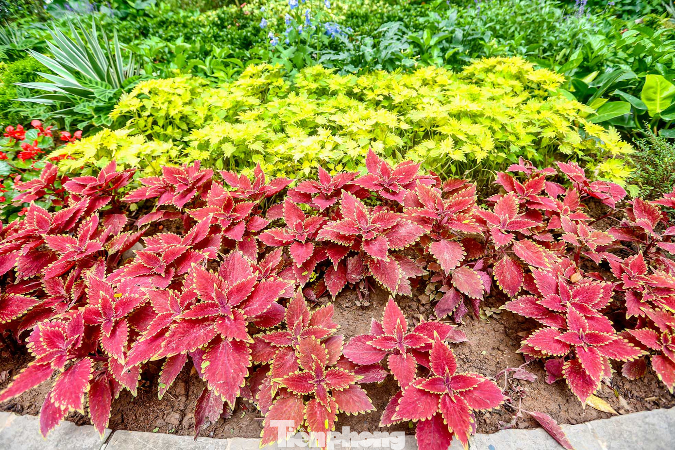 Thay mảng cây rời rạc, phân tán thành mảng hoa rực rỡ, đa dạng về các loài hoa.