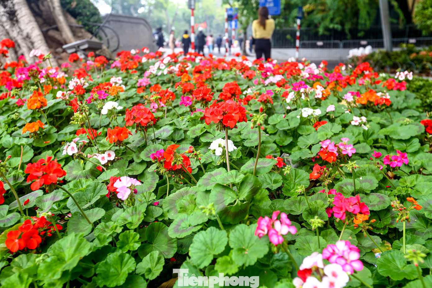 Mảng màu đơn điệu được thay bằng khu vực đa sắc màu.