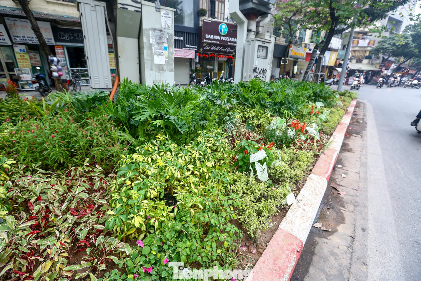 Thảm hoa tươi mới sau khi được "thay áo"