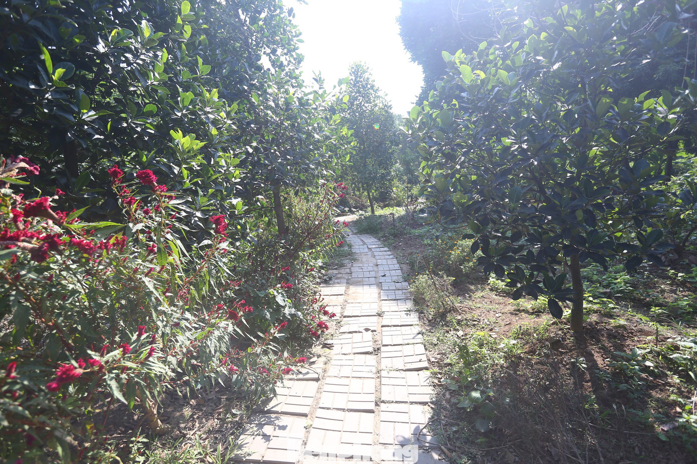 Khu vườn rừng được cải tạo, lát đường gạch nhỏ xung quanh để người dân có thể tham quan.