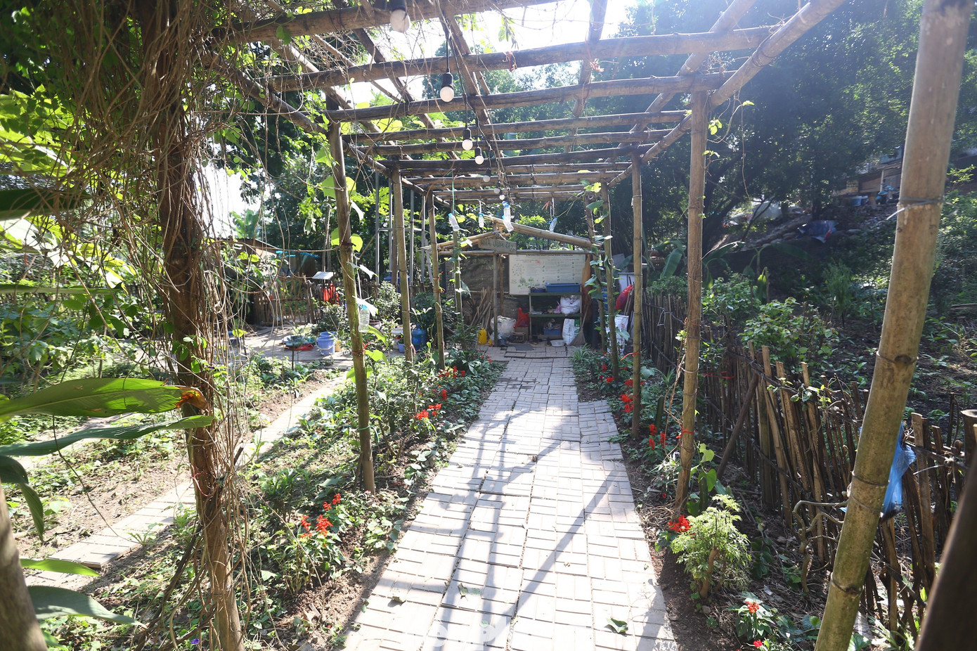 Ngoài trồng thêm cây bóng mát, đơn vị còn bổ sung thêm các cây bò dưới mặt đất như: Tàu bay, rau muối, rau dền, tầm bóp, cam thảo...