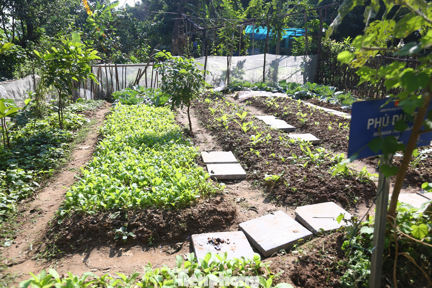 Dự án không chỉ tạo cảnh quan đẹp, mà còn mang lại quả ngọt, rau xanh, thuốc nam cho mọi người qua những loại cây trồng hữu ích.