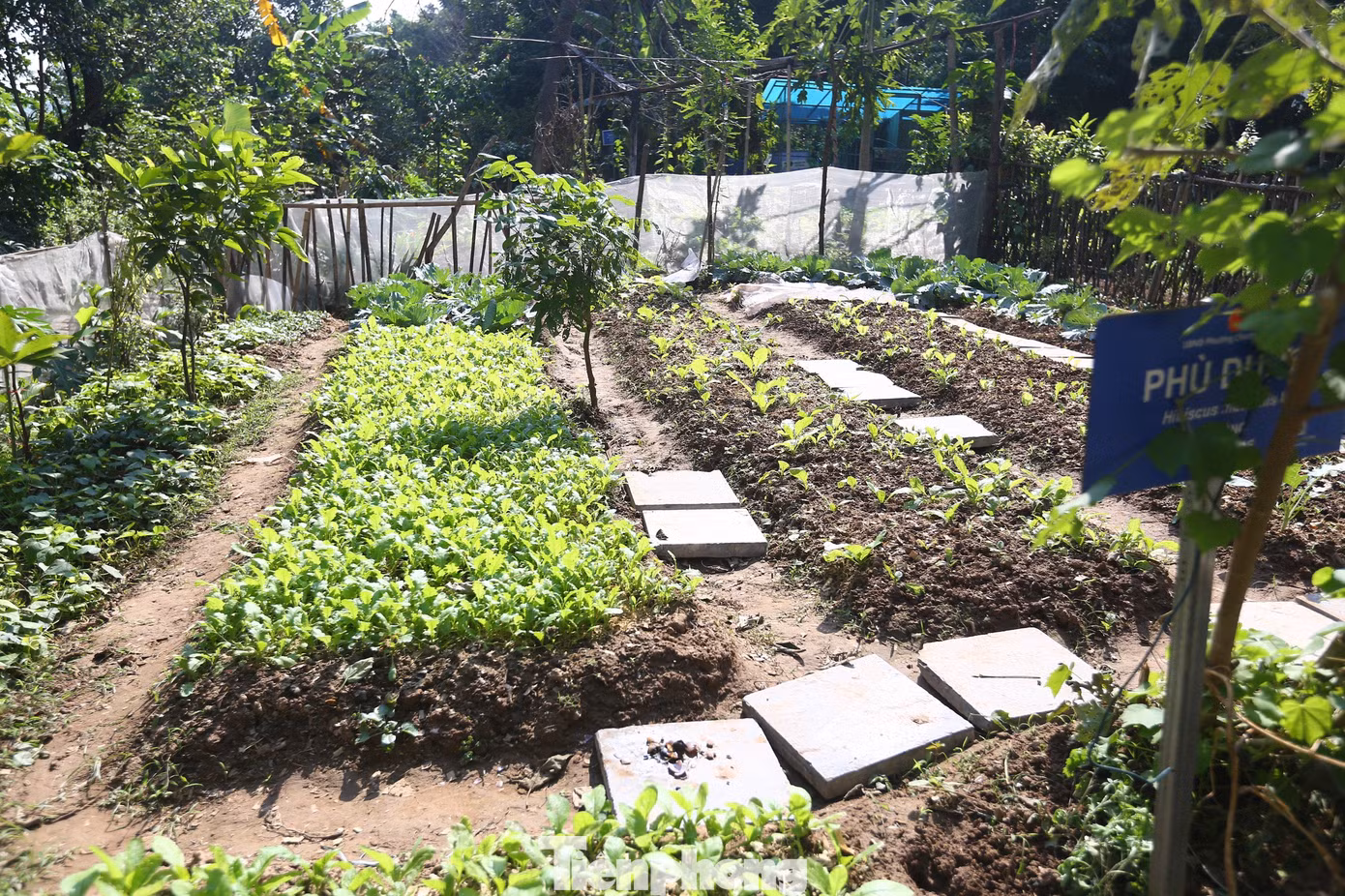 Dự án không chỉ tạo cảnh quan đẹp, mà còn mang lại quả ngọt, rau xanh, thuốc nam cho mọi người qua những loại cây trồng hữu ích.