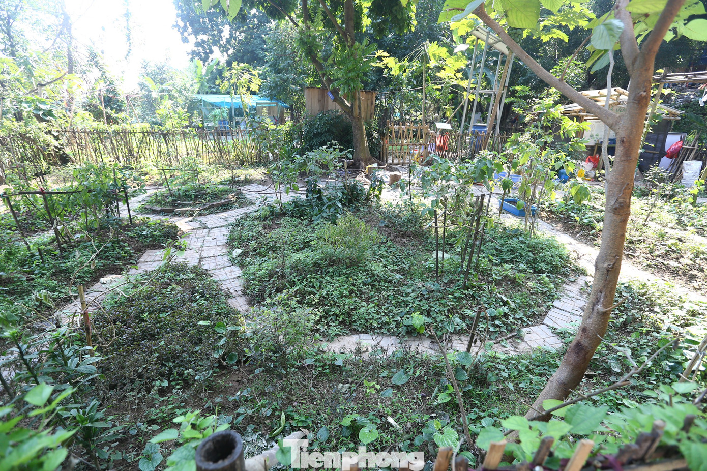 Người dân sinh sống có thể trồng các loại rau cây ăn quả tại đây.