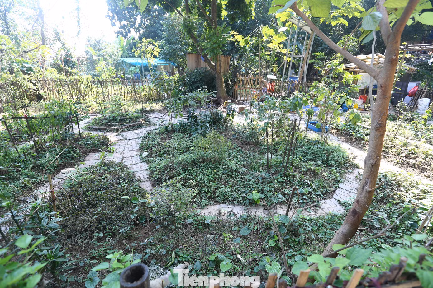 Người dân sinh sống có thể trồng các loại rau cây ăn quả tại đây.