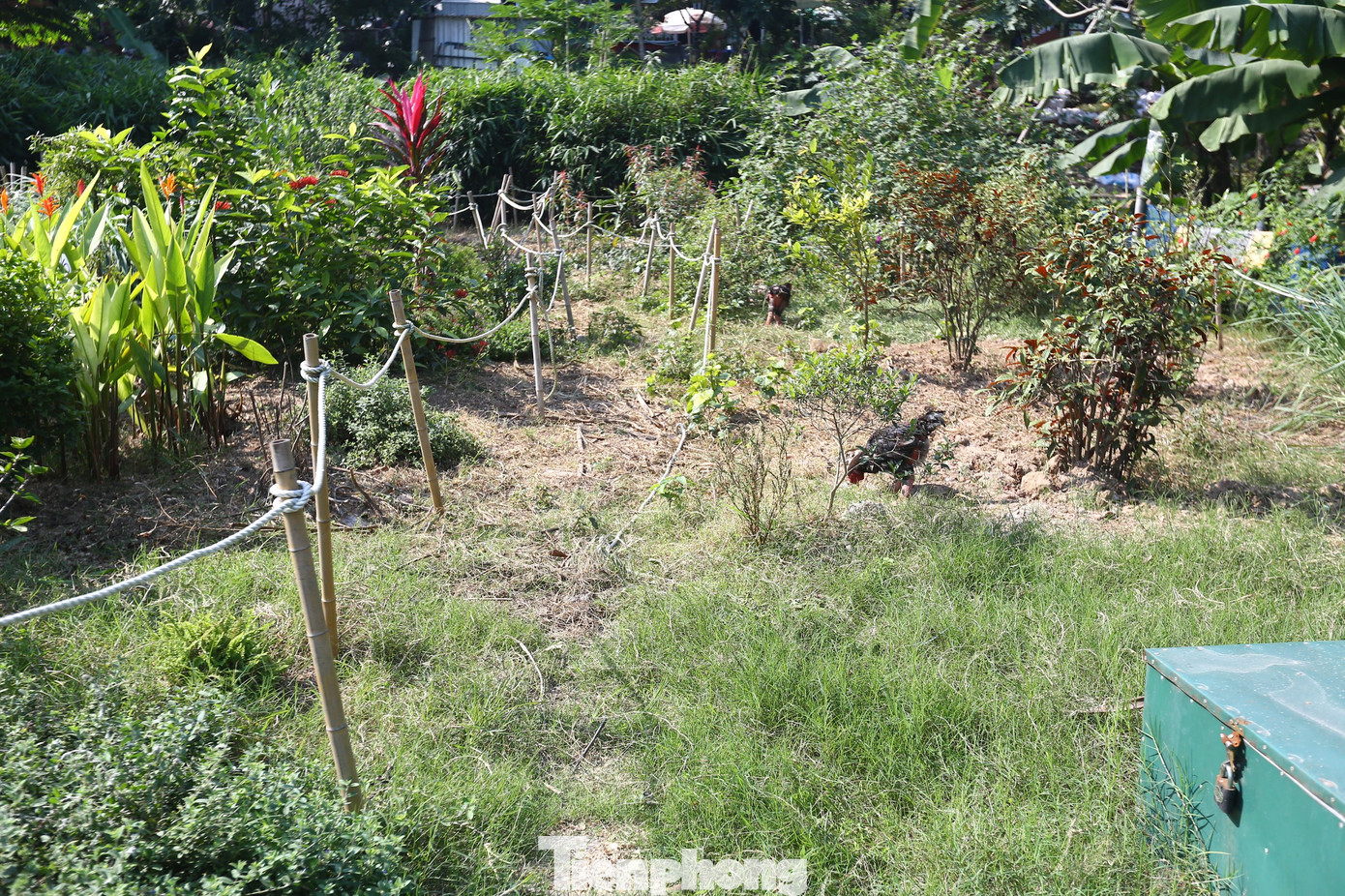 Dự án còn góp phần cải tạo nguồn đất bị ô nhiễm, chống sạt lở, đồng thời kết nối con người với thiên nhiên và kết nối mọi người với nhau.