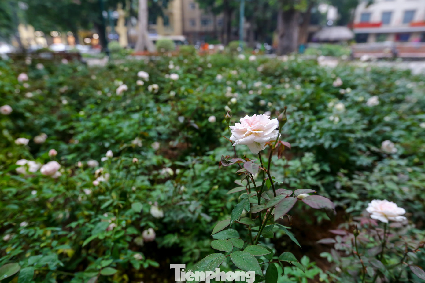 Một vườn Hồng nhẹ nhàng điểm xuyết bên trong vườn hoa Cổ Tân mới được chỉnh trang lại.