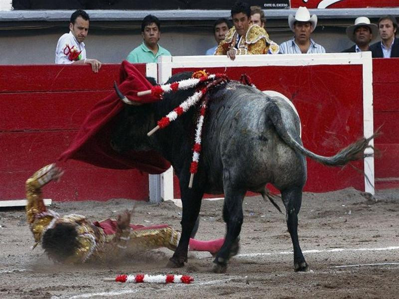 Tại cuộc đấu ở Mexico anh đã bị trọng thương ở đùi bên trái. Ảnh Spiegel Con vật nhấc anh lên khỏi mặt đất. Ảnh Spiegel Anh nằm trên sân đấu trong khoảnh khắc tuyệt vọng. Ảnh Spiegel May mắn là đội cứu trợ đã can thiệp kip thời. Ảnh Spiegel