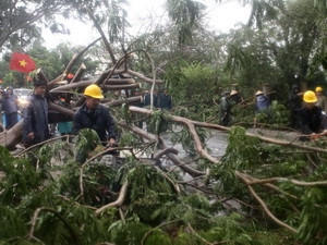 Thu dọn cây đổ do ảnh hưởng bão tại TP.HCM. (Ảnh: Thanh Vũ/TTXVN)