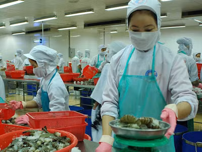 Xuất khẩu tôm sang Nhật Bản đang giảm sút vì chất Ethoxyquin. Ảnh: V.T