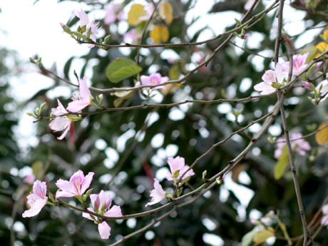 Những cánh hóa rực rõ sắc màu