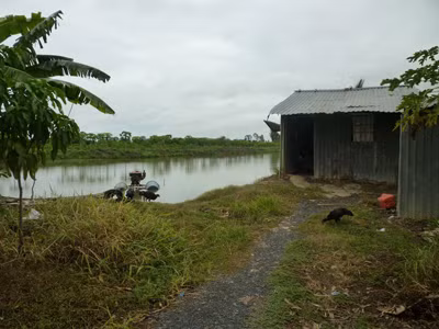 Cơ sở cá tra giống bỏ hoang của ông Lê Thành Long ẢNH: Trường ca