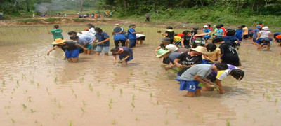 Bạn trẻ Thái Lan làm ruộng Ảnh: The Nation
