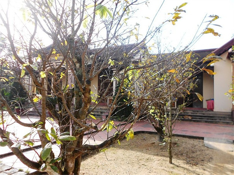 Nhiều cây mai của người dân phường An Tây nở hoa sớm trước Tết Nguyên đán Quý Tỵ hơn 3 tháng