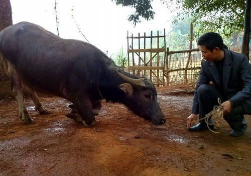 Kỳ lạ trâu 5 xoáy biết “chào, hiểu tiếng người“ ảnh 1