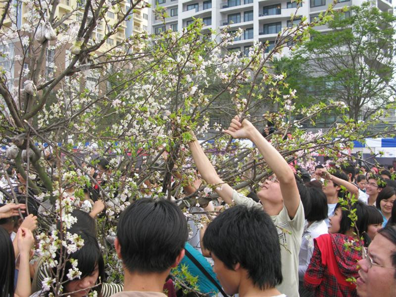 Chen nhau bẻ cành, hái hoa anh đào Chen nhau bẻ cành, hái hoa anh đào