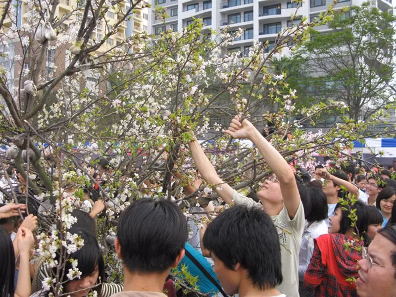 Chen nhau bẻ cành, hái hoa anh đào