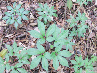 Sâm Ngọc Linh ở Tu Mơ Rông (Kon Tum)