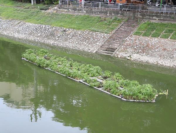 Bè thủy sinh tạo cảnh quan và góp phần giảm thiểu ô nhiễm nước trên sông Tô Lịch.