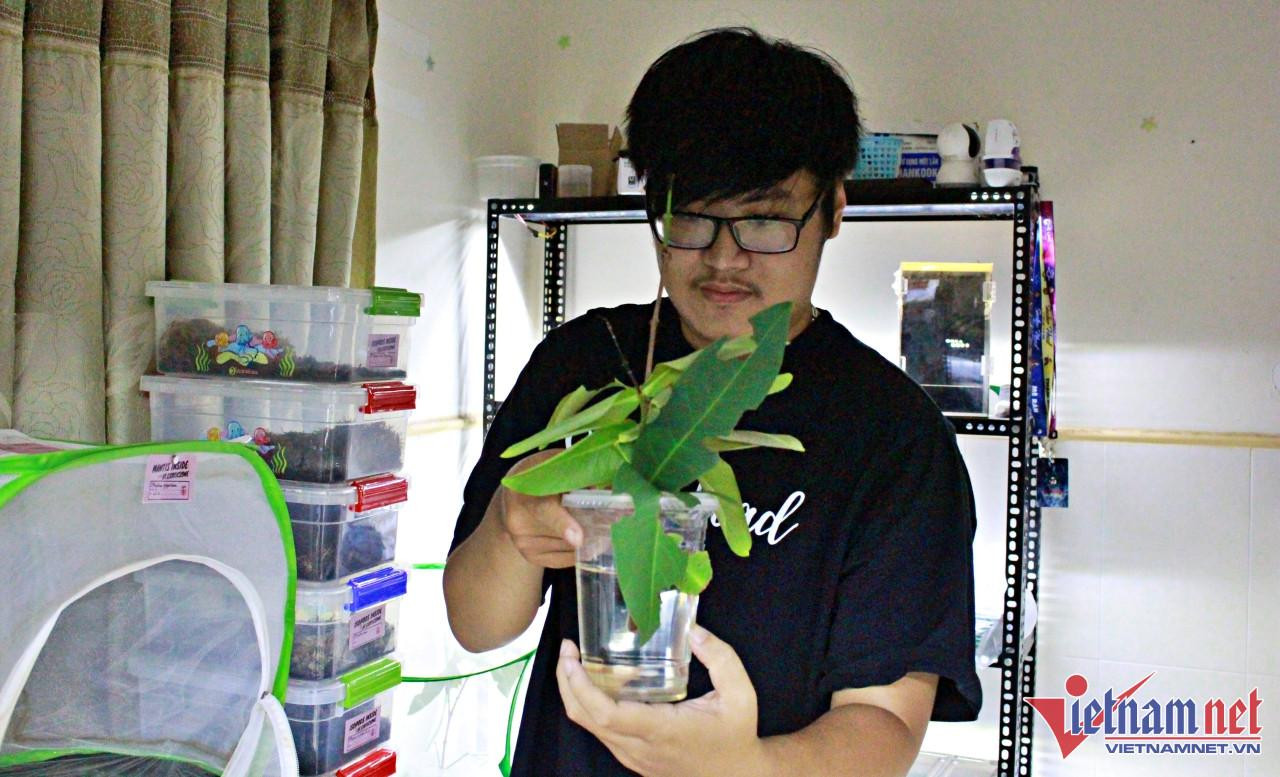 Phi Long kiểm tra lại độ tươi của những chiếc lá non làm thức ăn cho bọ lá.