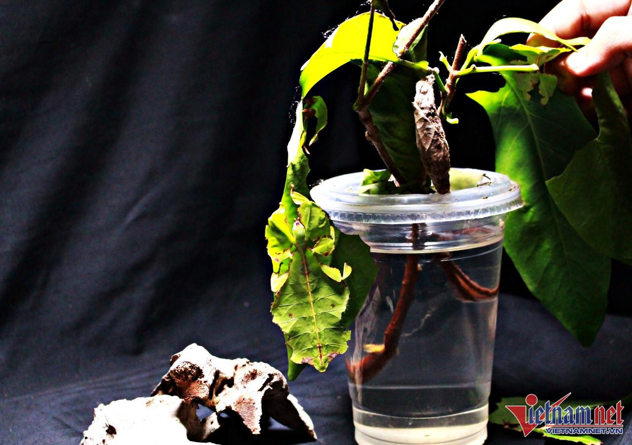 Phải thật chú ý, người xem mới có thể nhìn thấy con bọ lá đang treo mình trên chiếc lá mận xanh biếc.