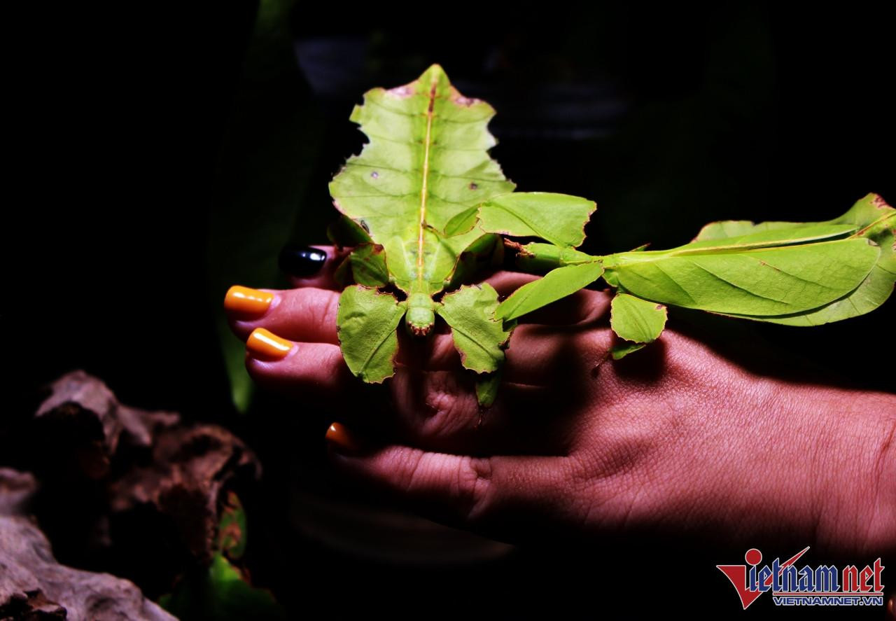 Loài côn trùng này có khả năng sao chép đến 99% hình dáng, màu sắc, đường gân... chiếc lá của cái cây nó đang chọn làm nơi sinh sống.