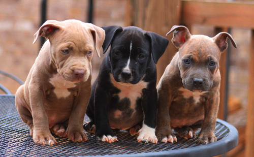 Kiếm tiền tỉ từ 'chó chiến', chó cưng ảnh 6