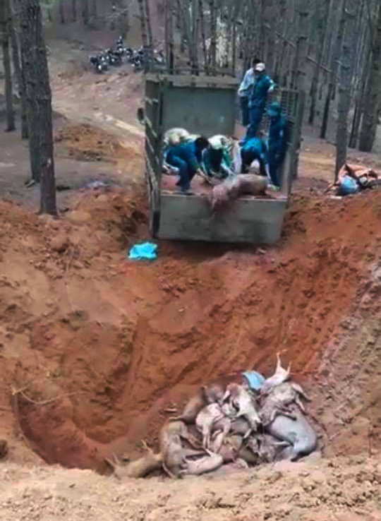 Kon Tum: Tiêu hủy hàng trăm con heo lở mồm long móng ảnh 1