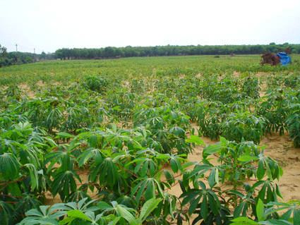 Ngành sắn Việt Nam với mục tiêu 2 tỉ USD ảnh 2