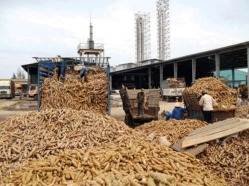 Ngành sắn Việt Nam với mục tiêu 2 tỉ USD ảnh 6