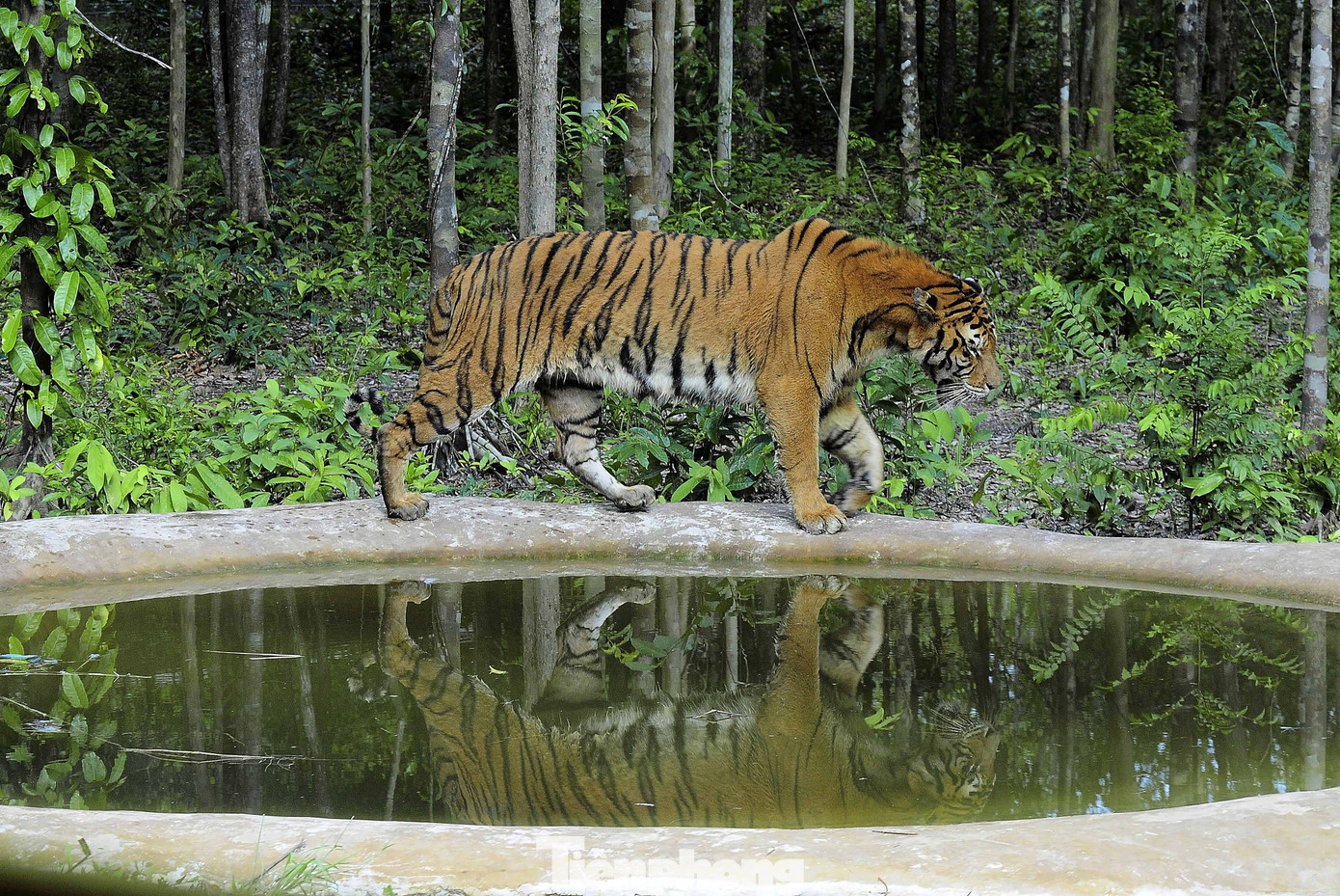 Thực hư cá thể hổ trong vùng hang động núi lửa lớn nhất Đông Nam Á ảnh 4